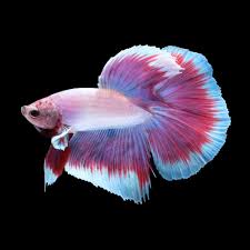 Super Delta Betta